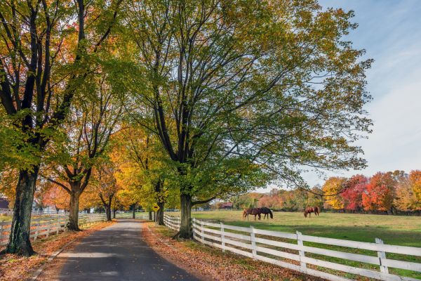 Horse Fence Replacement